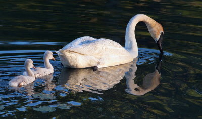 Season of Swans #13