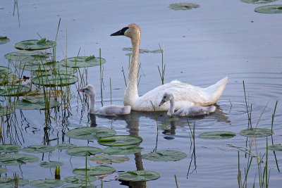 Season of Swans #14