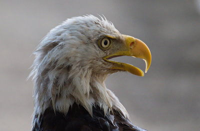 Bald Eagles of The North Woods