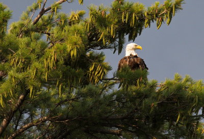 Eagle in the Pines