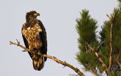 Juvenile Bald Eagle at Last Light