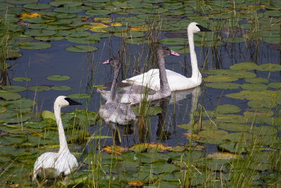 Swans in the Lily Pads