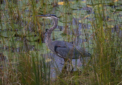 Great Blue Heron