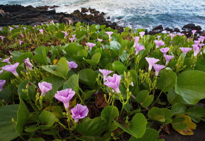Morning Glories  by the Sea