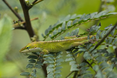 In the Rainforest