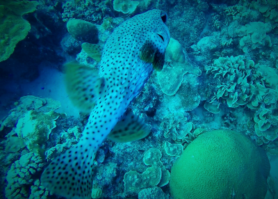 Porcupine Fish