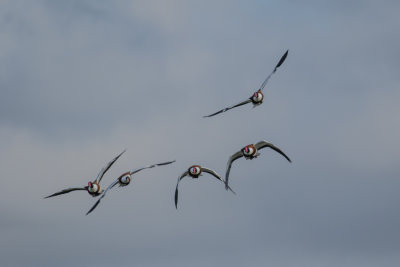 Patrouille de tadorne