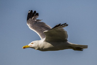 Le Vol du Goeland