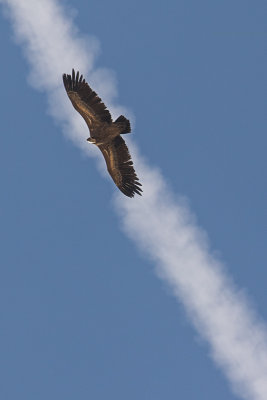 Air vautour