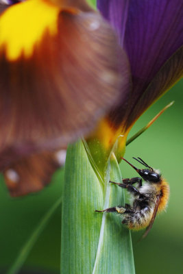 Le nectar de l'iris