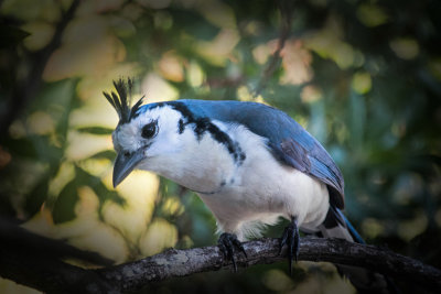 Oiseau bleu du Costa Rica