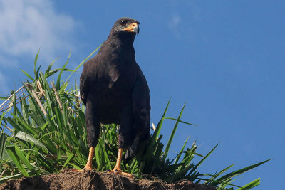 Aigle du Costa-Rica