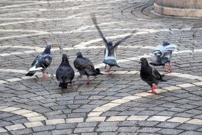 Les pigeons de la Basoche
