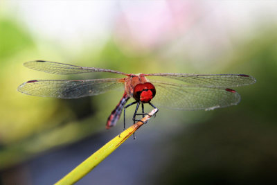 Libellule rouge