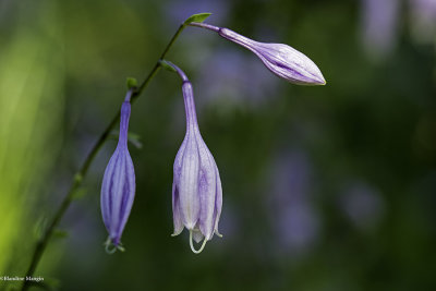 Fleurettes