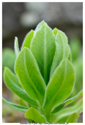 Euphorbia Hyberna