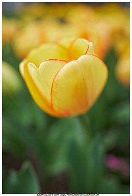 Tulip 