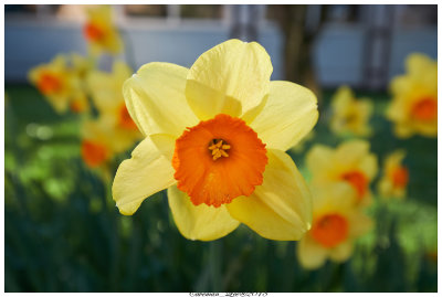 Colorful flowers