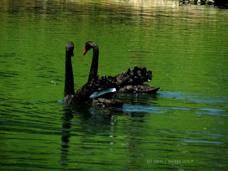 Wildlife