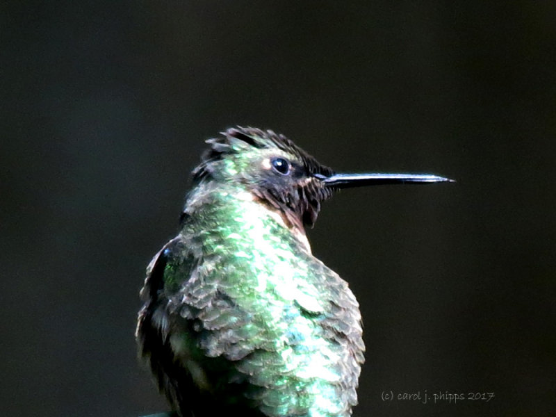 Hummingbird