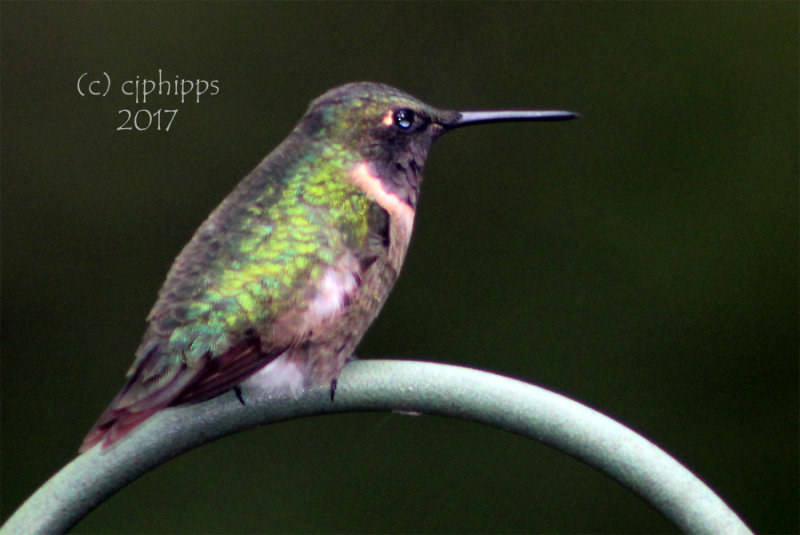 Humming Bird