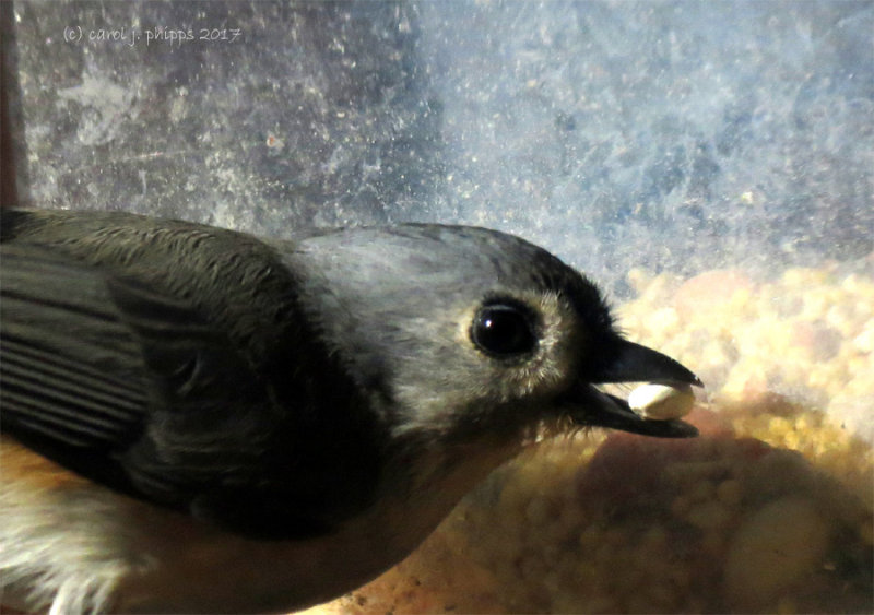 Birdfeeder
