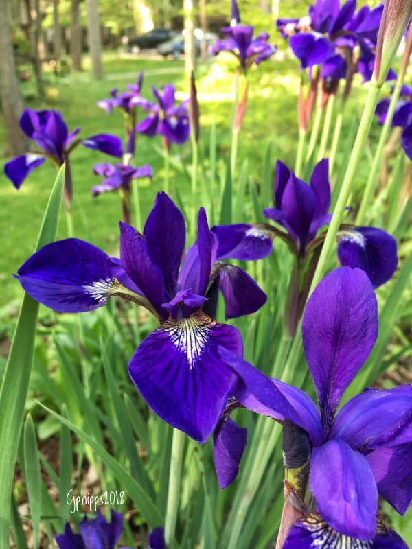 Iris