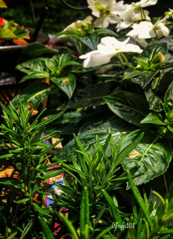 Rosemary-Begonia-Impatience