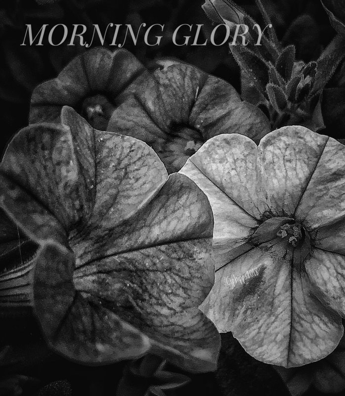 Verbina in Morning Glory Family 