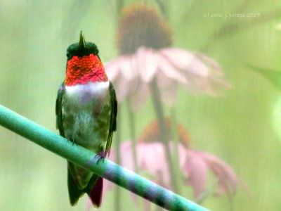 Hummingbird and Cone Flowers