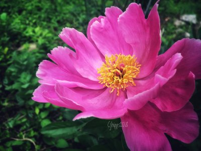 First Peony of Year