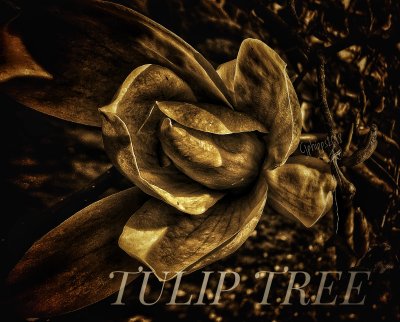 Tulip Tree Blossom