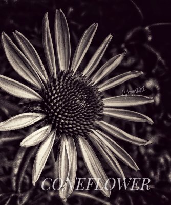 Coneflower 