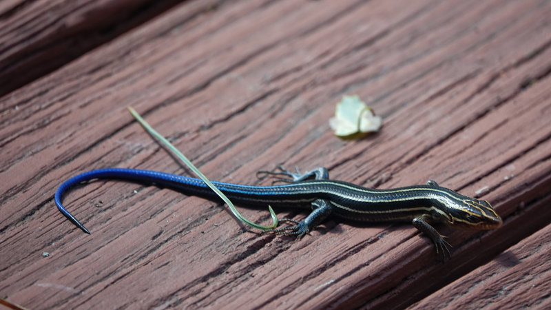 Blue Tailed Skink North Carolina