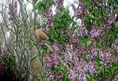 Red Robin in the Lilacs
