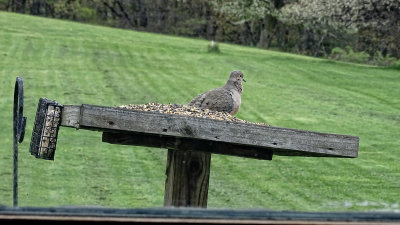 Morning Dove/Bird Feeder