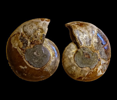 Ammonite DSC02264 Fossils.jpg