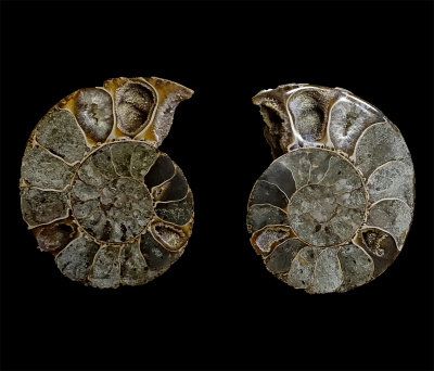 Ammonite Pair DSC02261 Fossils.jpg