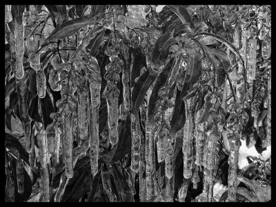 Ice