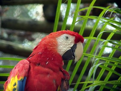 Parrot