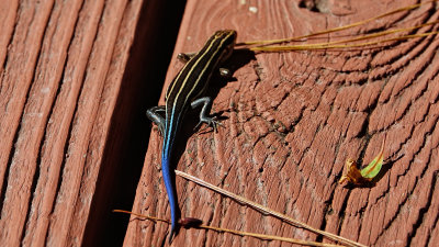 Blue Tailed Skink North Carolina