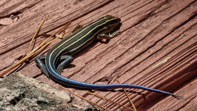 Blue Tailed Skink North Carolina