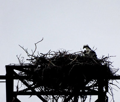 Osprey & Nest 