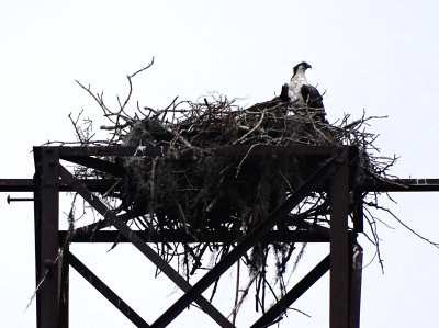Osprey & Nest DSC04341.jpg