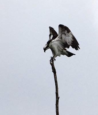 Osprey DSC04369.jpg