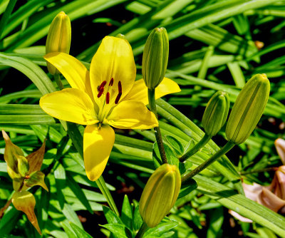 Yellow Asian Lily NEW03642_dphdr F-3.5.jpg