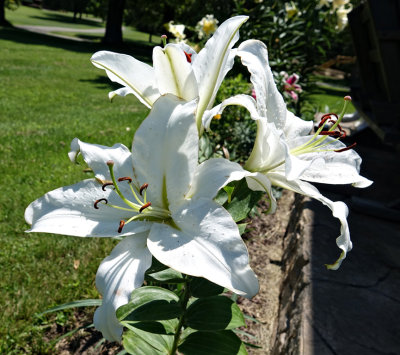2017 White Lily
