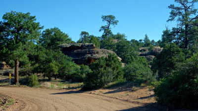 Le Sal Nat Forest Loop Rd 06005 RX10 III_dphdr.jpg