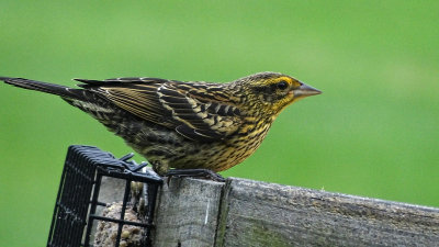 Female Red Winged Blackbird