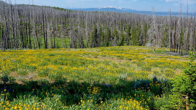 05315 Tetons RX10 III_dphdr.jpg